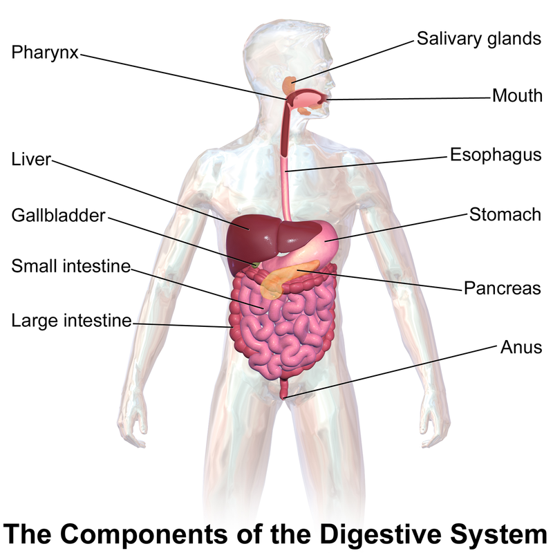 Blausen's medical illustration of the digestive system